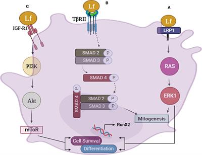 The role of lactoferrin in bone remodeling: evaluation of its potential in targeted delivery and treatment of metabolic bone diseases and orthopedic conditions